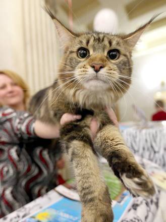 Un enorme Maine Coon