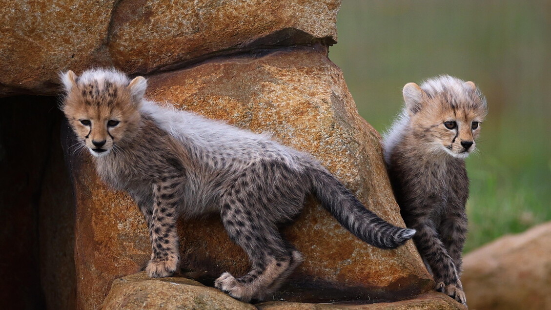 Due cuccioli di ghepardo allo Yorkshire Wildlife Park