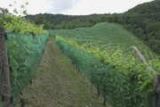 Colline Unesco, quando le case dei nonni accolgono il mondo