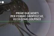 In Brasile i primi due morti di febbre Oropuche al mondo