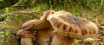 Funghi porcini (fonte: Bernard Spragg/Flickr)