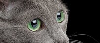 Amazing Russian blue Cat on Black Background