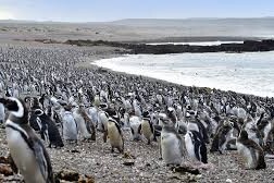 La pingüinera de Punta Tombo, Chubut, Argentina, donde se perpetró la masacre ambiental