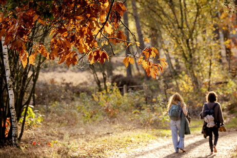 Foliage tra i  boschi