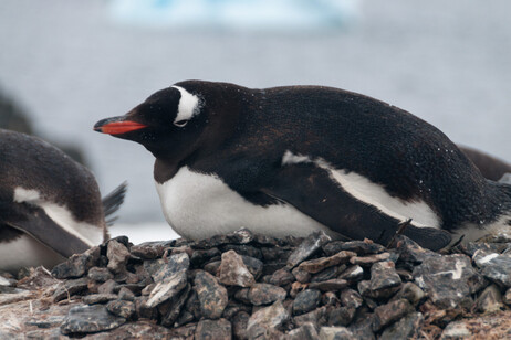 Un esemplare di Pigoscelide antartico (fonte DurkTalsma, iStock)