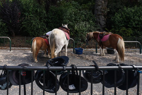 'Un cavallo in corsia' per i bambini del residence Chianelli