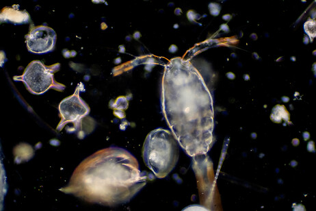 The catalog of life in oceans is available (credit: tonaquatic, iStock)