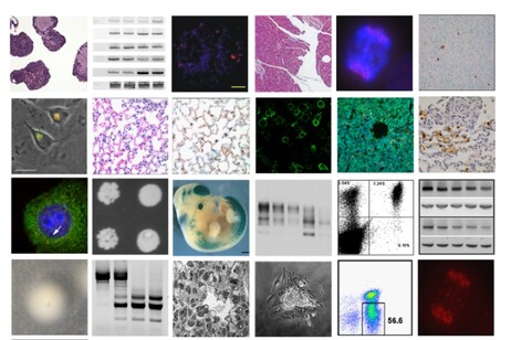 Un algoritmo a garanzia della qualità delle immagini scientifiche (fonte: Proofig)