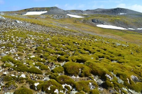 La Antártida, el continente blanco, se vuelve cada vez más verde