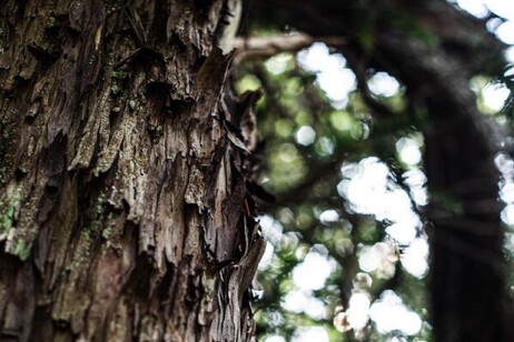 Il tasso de Matàri in Sardegna albero dell'anno 2024 Rappresenterà l'Italia alla competizione europea per il 2025