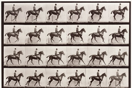 Cavalcata di Daisy, di Eadweard Muybridge (fonte: Museo Poldi Pezzoli)