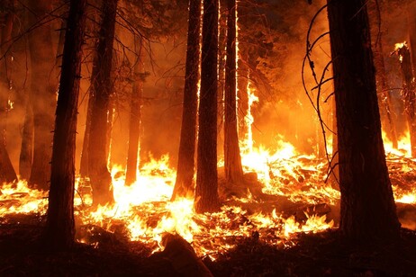 Incendio in una foresta (fonte: PxHere)