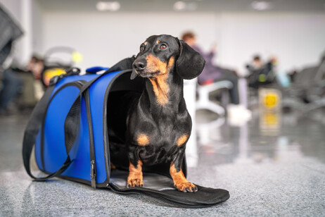 Cane in viaggio nel trasportino foto iStock.