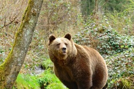 Ursa JJ4 está atualmente retida em um centro de recuperação da fauna alpina em Trento