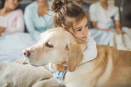 Una bambina abbraccia un labrador retriever adulto foto iStock.