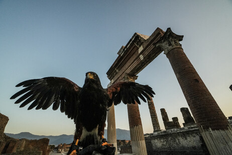 Aves de rapina protegem patrimônio arqueológico de Pompeia