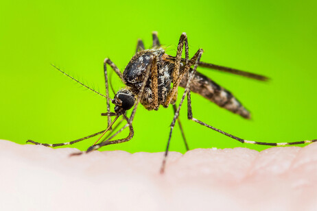 Mosquito-pólvora, transmissor da oropouche, não habita o continente europeu