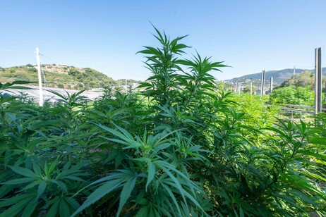 Via libera alla stretta sulla cannabis light