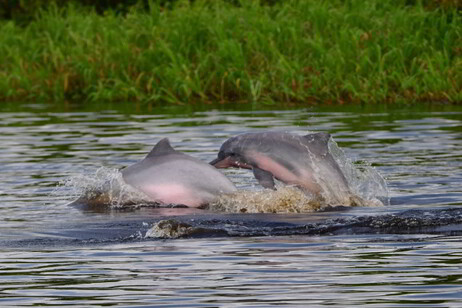 Botos-vermelhos no Lago Tefé, na Amazônia