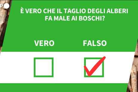 E' vero che il taglio degli alberi fa male ai boschi?