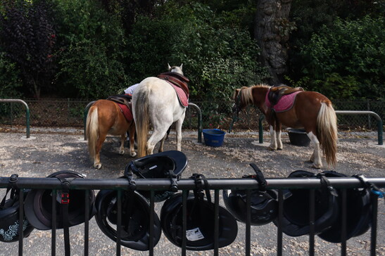 'Un cavallo in corsia' per i bambini del residence Chianelli