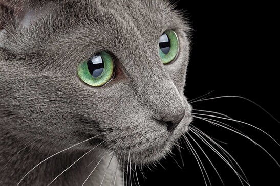 Amazing Russian blue Cat on Black Background