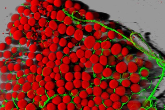 In rosso le cellule adipose di topo perfuse da vasi sanguigni visibili in verde (fonte: Daniela Malide, National Heart, Lung, and Blood Institute/NIH)