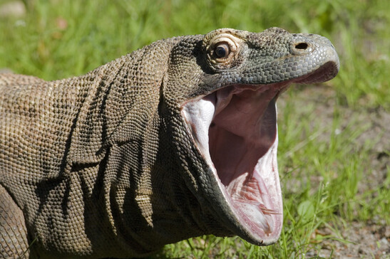 Un esemplare di drago di Komodo (fonte: AYImages, iStock)