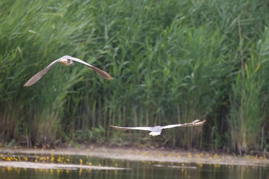 Más de 100 especies de pájaros en los pantanos de Colfiorito.