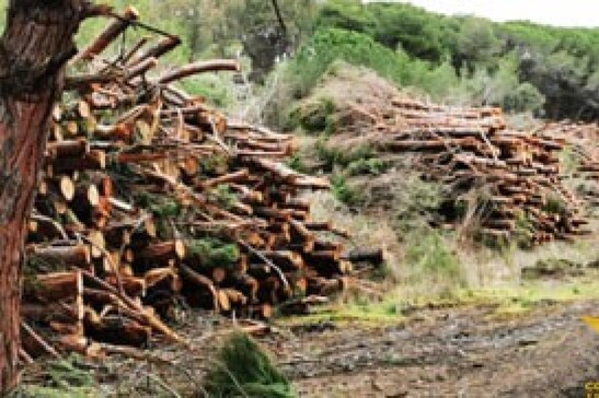 I socialisti sulla deforestazione: "Il Ppe annacqua le norme, la Commissione ritiri la proposta'"