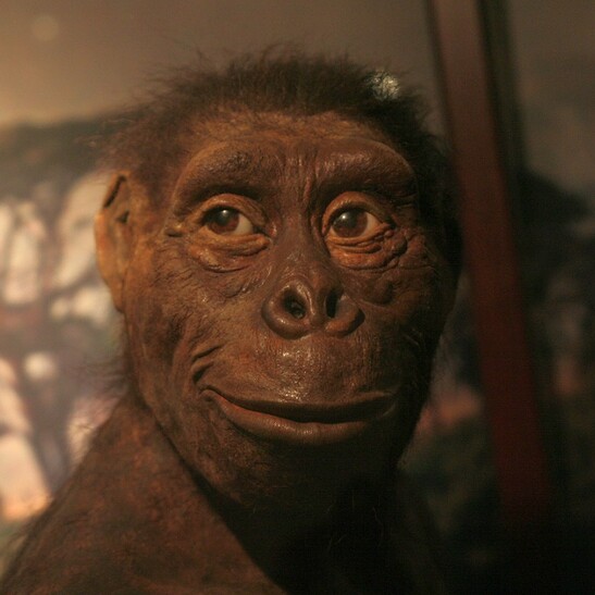 Ricostruzione di Lucy, esposta al Museo dell'Evoluzione di Varsavia (fonte: Shalom, da Wikipedia)