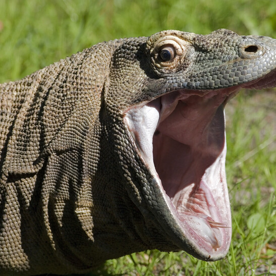 Un esemplare di drago di Komodo (fonte: AYImages, iStock)