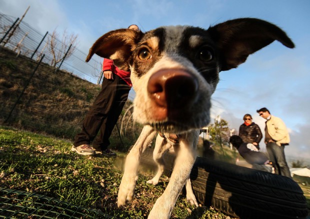 Un cane © ANSA