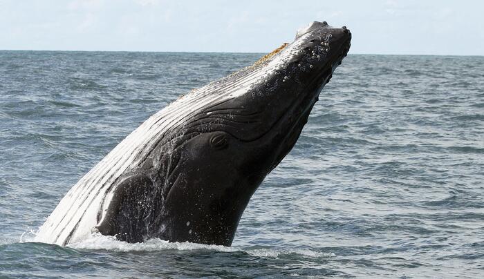 Ballenas y moda latina