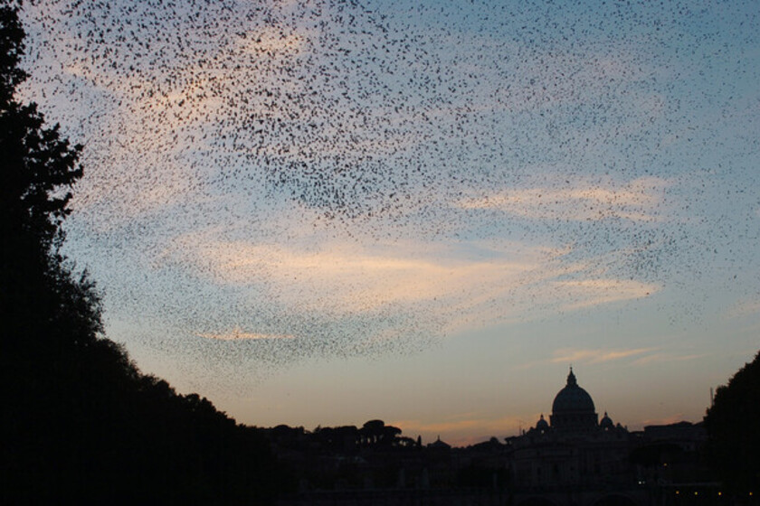 Estorninos en el cielo de Roma (foto ANSA/Mario De Renzis)