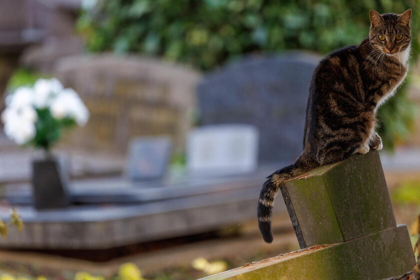 Un gato sentado sobre una lápida en vísperas del Día de Todos los Santos en el cementerio de Laeken