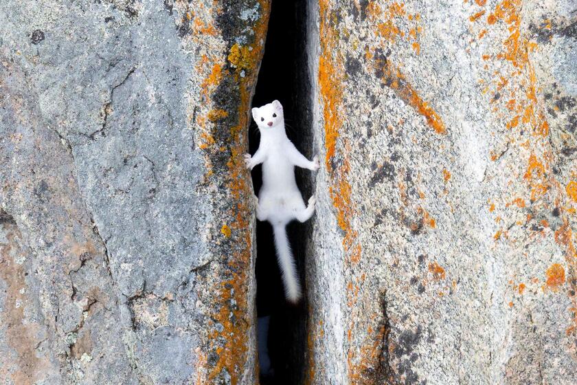 'Alpinista peludo': foto de Larry Taylor mostra arminho escalando fenda vertical atrás de presa