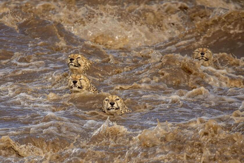 Guepardos arrastados no Quênia enquanto tentam atravessar rio; foto de Buddhilini de Soyza