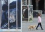 20 MAGGIO - Foto di orsi dietro le sbarre a piazza Plebiscito a Napoli per la mostra 'Save me from Sickening medicine'