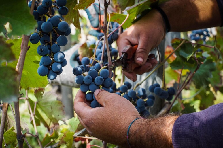 - RIPRODUZIONE RISERVATA