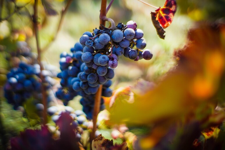 Da Giunta Roma ok a protocollo di intesa con Donne del Vino del Lazio - RIPRODUZIONE RISERVATA