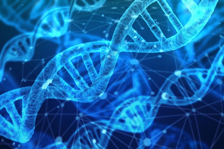 Rappresentazione artistica della doppia elica del Dna (fonte: Pixabay) - RIPRODUZIONE RISERVATA