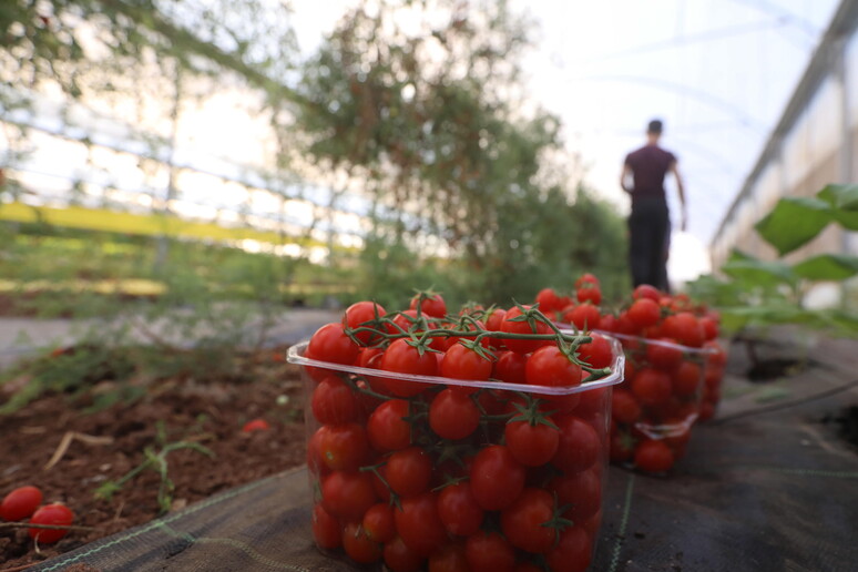 Più ettari bio assicurati nel 2022, superata quota 100mila (+16%) - RIPRODUZIONE RISERVATA