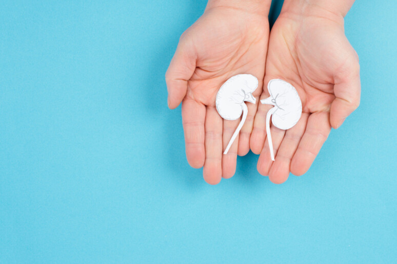 Hands holding a kidney, paper cut out, world kidney day, health problems, organ transplantation, medical issue - RIPRODUZIONE RISERVATA