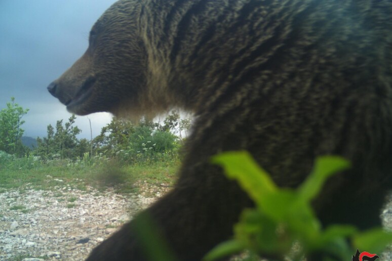 En Trentino hay 98 osos de más de 1 año, 22 oseznos - TODOS LOS DERECHOS RESERVADOS