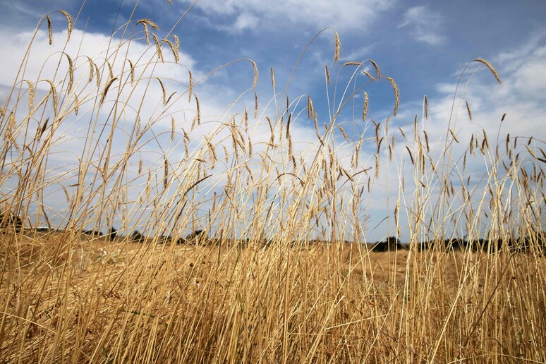 Toscana approva regolamento relativo all 'agricoltura  'sociale ' © ANSA/AFP