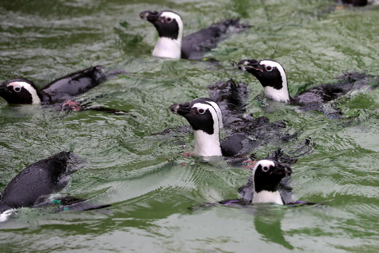 Empresário destruiu mais de 170 ninhos de pinguins com uma retroescavadeira - TODOS OS DIREITOS RESERVADOS