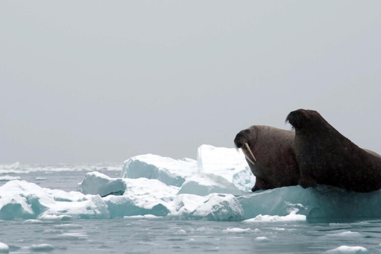 La ciencia proyecta: primer día del Ártico sin hielo en 2027 - TODOS LOS DERECHOS RESERVADOS