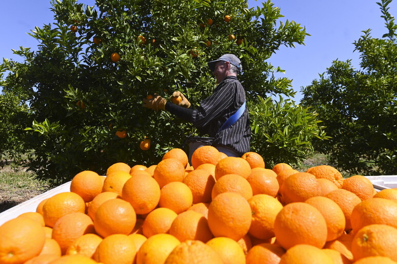 Agia-Cia, fare spazio alle nuove generazioni di agricoltori - RIPRODUZIONE RISERVATA