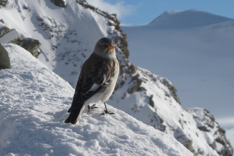 A white-winged snowfinch (credit: Doc Searls, Flickr) -     RIPRODUZIONE RISERVATA